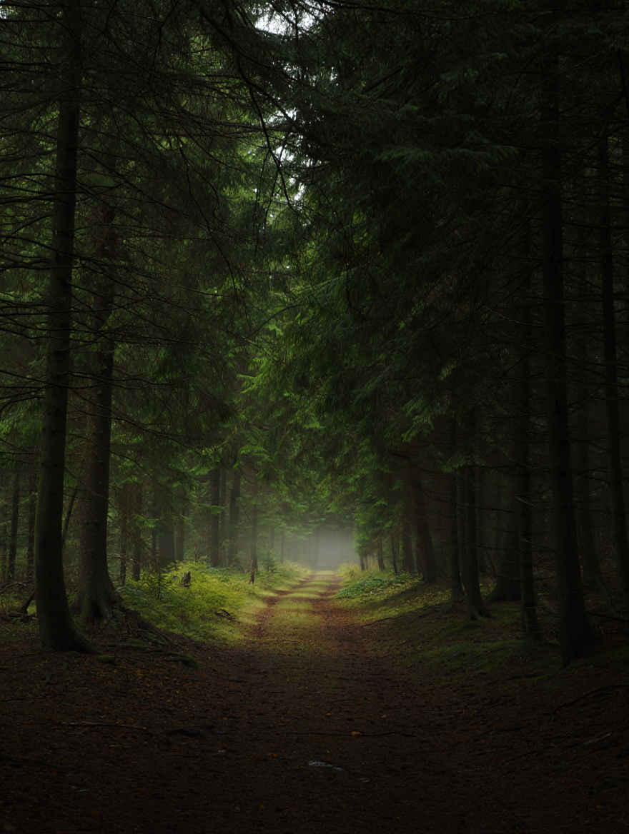 Wanderland Reisen — Naturpfad im Schwarzwald mit morgendlichem Licht