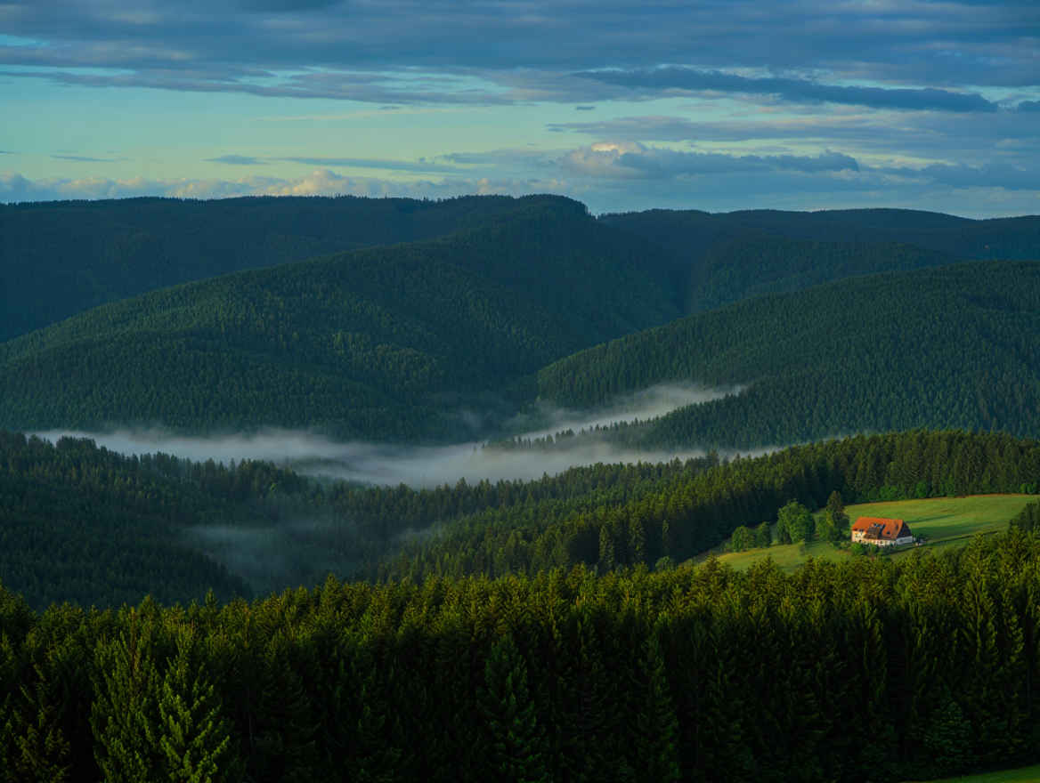 Schwarzwald Tannenwald mit Nebel am frühen Morgen