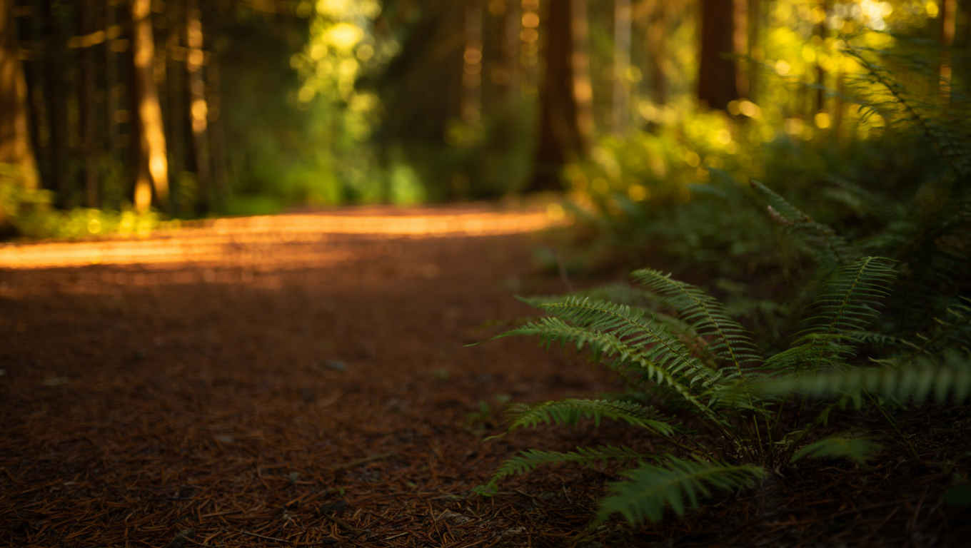 Schwarzwald Wanderung — Dichter Tannenwald mit Lichtdurchflutung